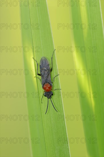 Sawfly (Dolerus spec.)