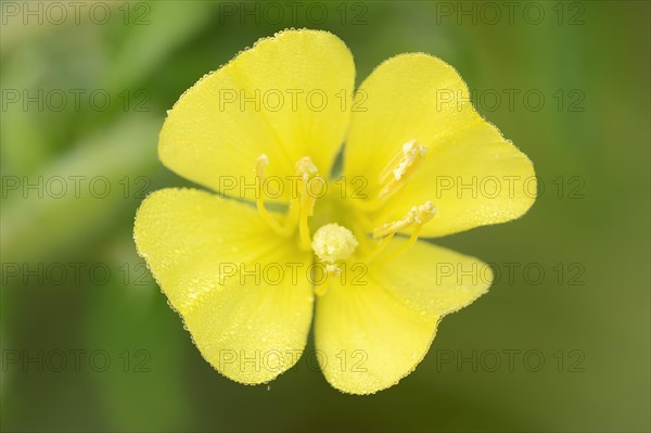 Common Evening Primrose (Oenothera biennis)