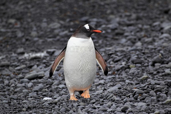 Gentoo Penguin (Pygoscelis papua)