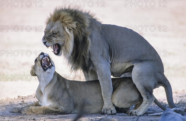 Lion (Panthera leo) mating