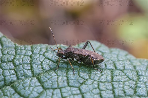 Alydus calcaratus bug (Alydus calcaratus)