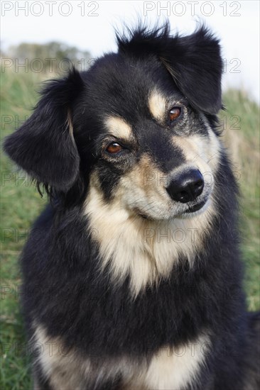 Australian Shepherd mixed-breed dog