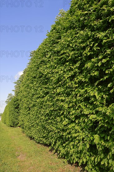 Common hornbeam (Carpinus betulus)