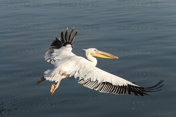 Great White Pelican (Pelecanus onocrotalus)