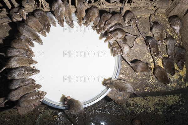 Holy rats