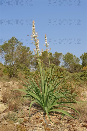 White Asphodel (Asphodelus albus)