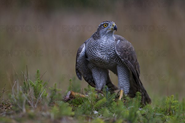 Northern Goshawk (Accipiter gentilis) with a captured squirrel