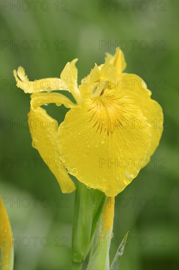 Yellow Flag or Yellow Iris (Iris pseudacorus)