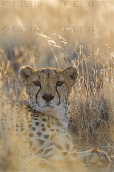 Cheetah (Acinonyx jubatus)