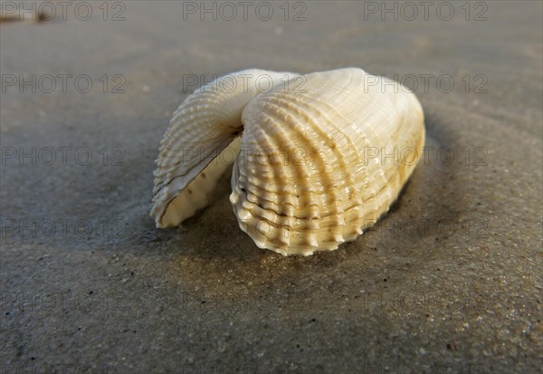 False Angel Wing or American Piddock (Petricola pholadiformis)