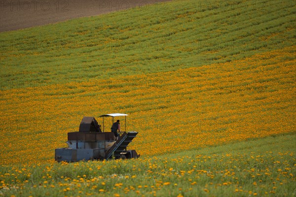 Mechanical harvest of Marigold or Calendula flowers (Calendula officinalis)