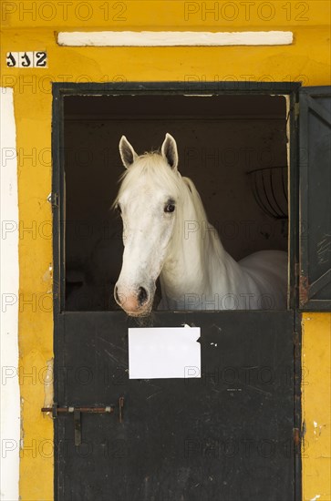 Stallion in his box stall during the Feria del Caballo Horse Fair
