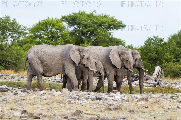 African elephants (Loxodonta africana)