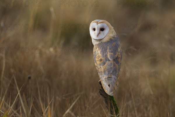 Barn Owl (Tyto alba)
