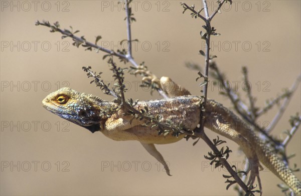 Southern rock agama (Agama atra)