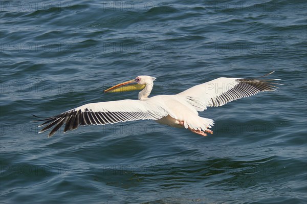 Great White Pelican (Pelecanus onocrotalus)