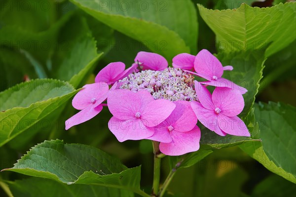 Mountain Hydrangea (Hydrangea serrata)
