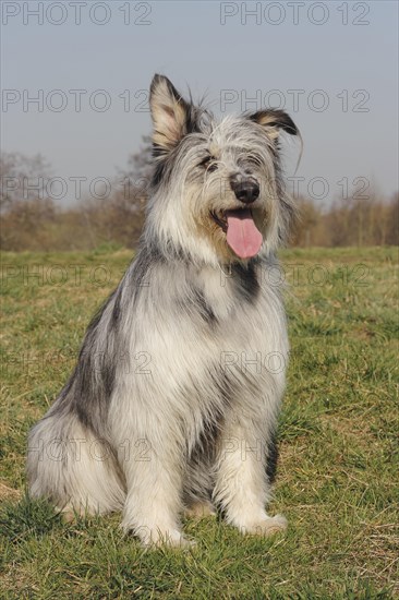 A Picard-mix is sitting on the grass