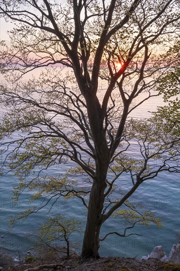 Common beech (Fagus sylvatica) at sunrise at the chalk coast of Mons Klint