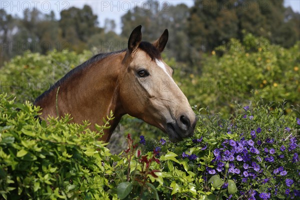 Andalusian horse