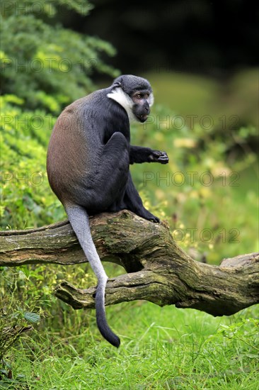 L'Hoest's Monkey (Cercopithecus lhoesti)