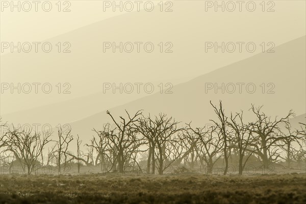 Dead trees in blistering heat