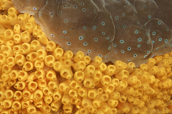 Colony of Sea Squirts (Ascidiacea) on a Giant Clam (Tridacna sp.)