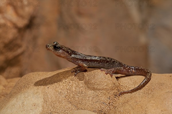 Brown cave salamander (Atylodes genei)