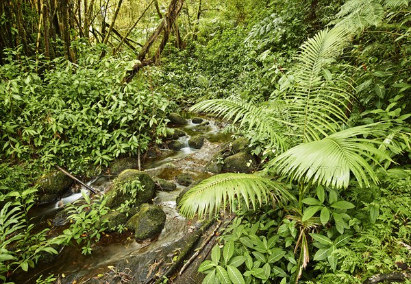 Creek and vegetation
