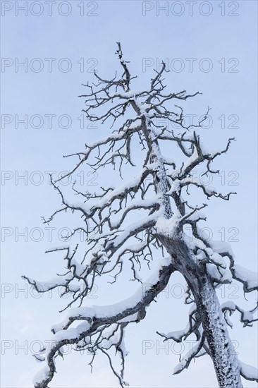 Snow-covered tree