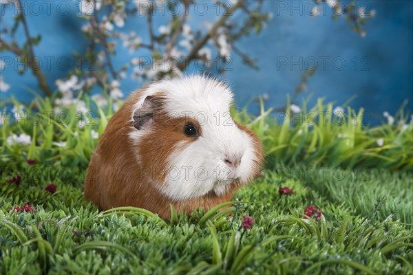 American Crested Guinea Pig