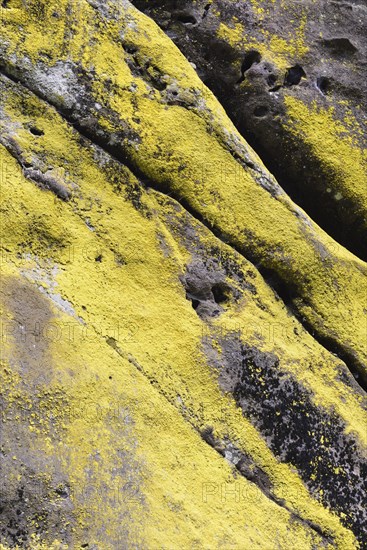 Fissured sandstone coated with Sulfur Dust Lichen (Lepraria chlorina