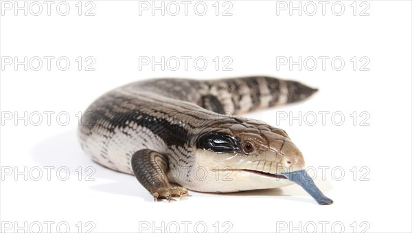 Eastern Blue-tongued Lizard (Tiliqua scincoides scincoides)