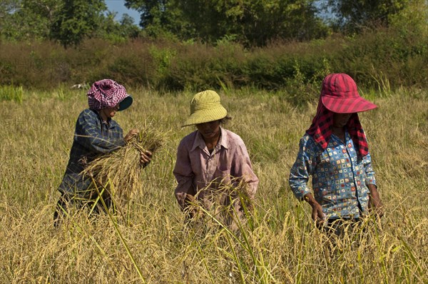 Farm workers harvesting rice