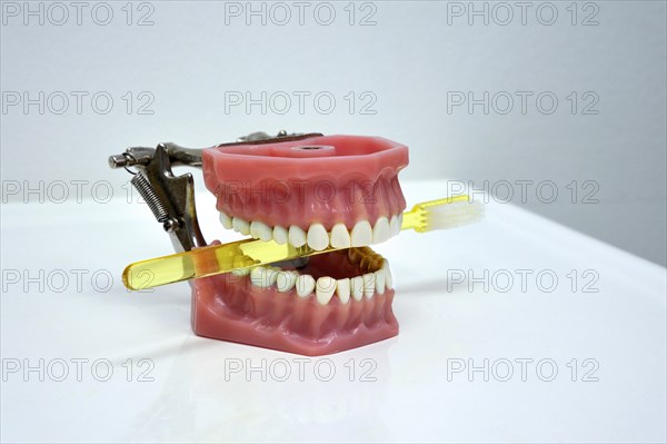 Dentition model with a toothbrush