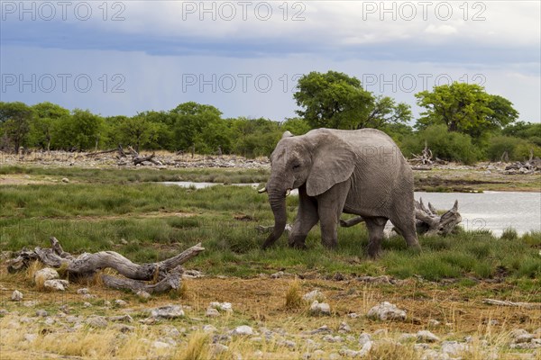 African Elephant (Loxodonta africana)
