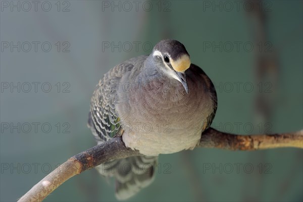 Common Bronzewing (Phaps chalcoptera)