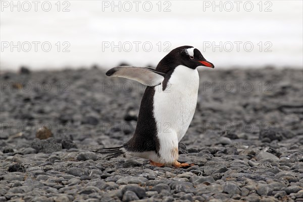 Gentoo Penguin (Pygoscelis papua)