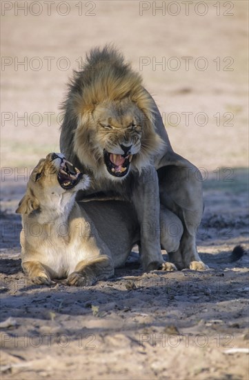 Lion (Panthera leo) mating