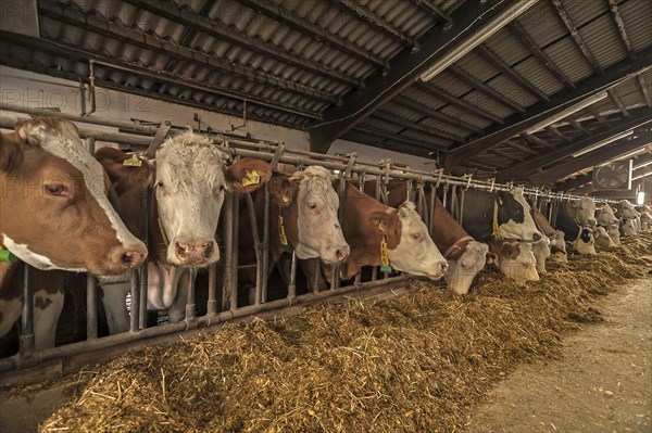 Dairy cows at a feed fence in a cow shed