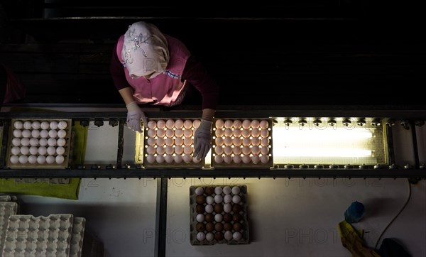 Worker during quality control of colourful dyed Easter eggs