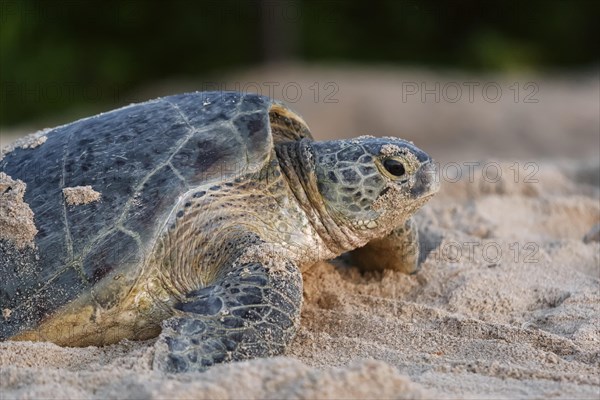 Green Sea Turtle (Chelonia mydas)
