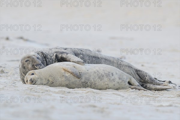 Grey Seals (Halichoerus grypus)