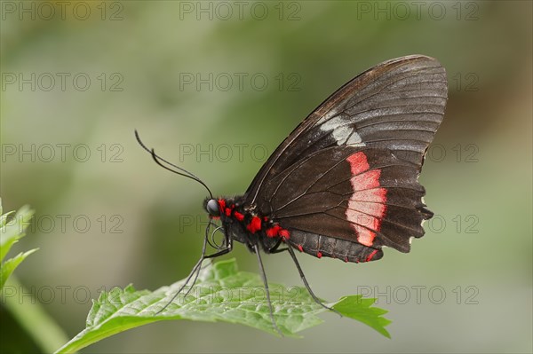 Iphidamas Cattleheart or Transandean Cattleheart (Parides iphidamas)