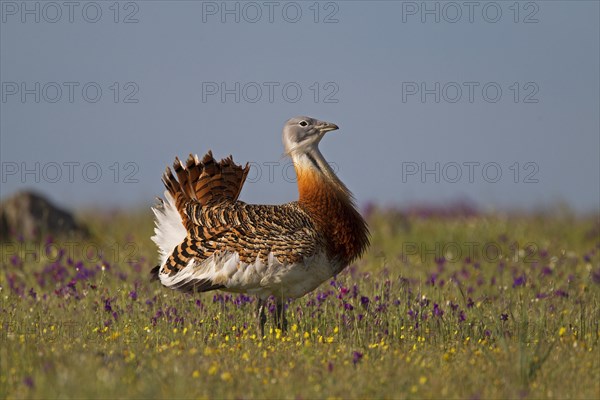 Great Bustard (Otis tarda)