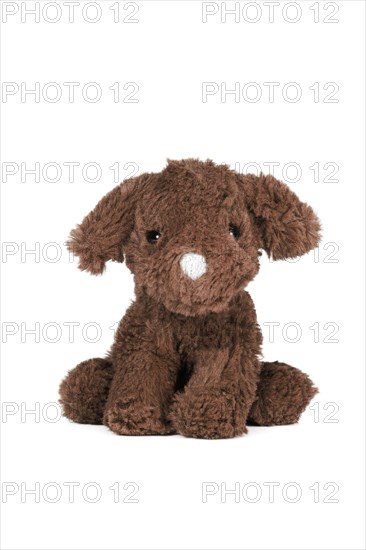 Brown dog
