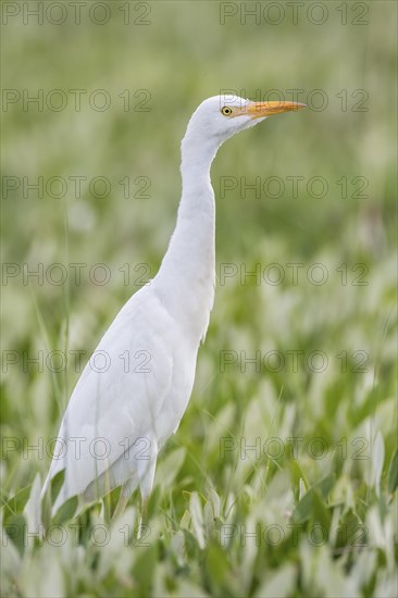 Cattle Egret (Bubulcus ibis)