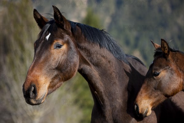 Austrian Warmblood
