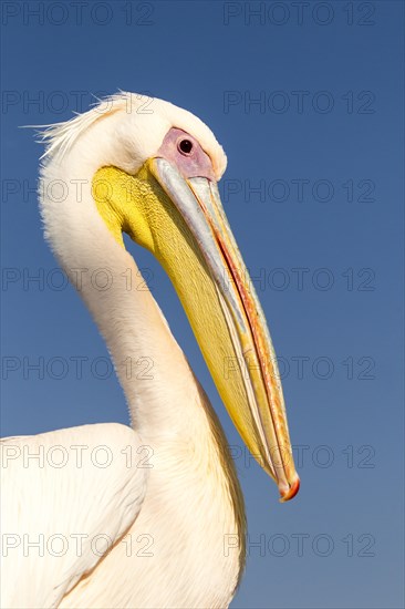 Great White Pelican (Pelecanus onocrotalus)