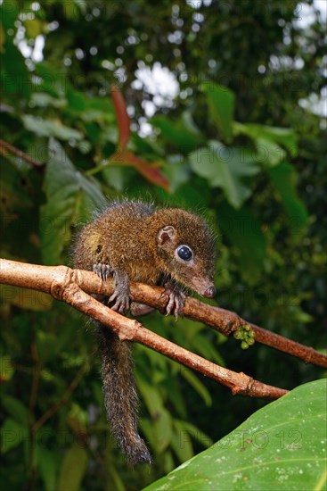 Common treeshrew (Tupaia glis)